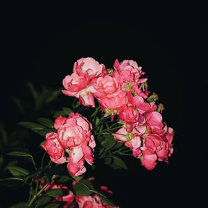 不用下载欧洲老妇黄色片
